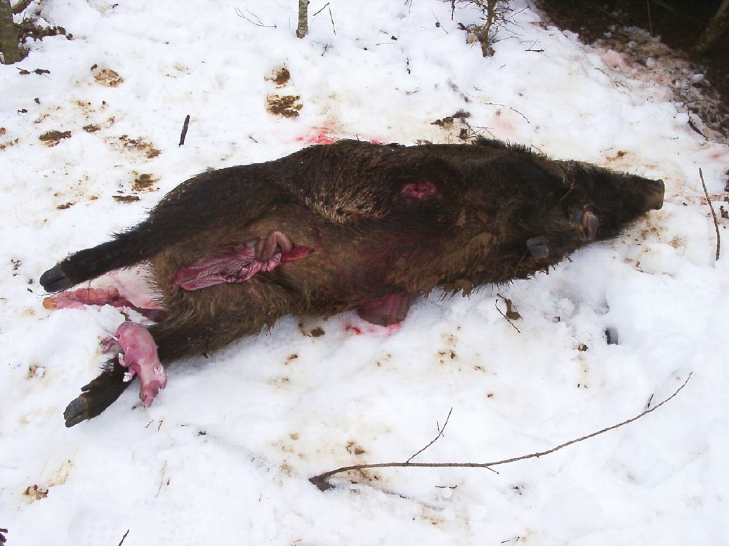 mother wild sow wounded by shot